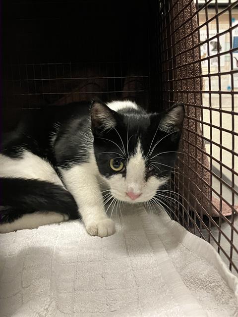 Shelter Stray Female Cat last seen Near BLOCK GARDENIA AVE, LONG BEACH CA, 7700 E Spring St, Long Beach, CA 90815, USA
