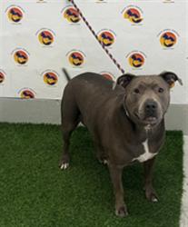 Shelter Stray Female Dog last seen SLOAN CT & HARMON DR, 19640 Dogpatch Ln, Land O' Lakes, FL 34638, USA