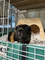 Shelter Stray Female Other last seen , West Valley Animal Shelter, 20655 Plummer St, Chatsworth, CA 91311, USA