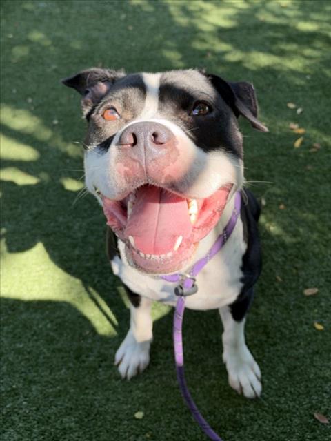 Shelter Stray Male Dog last seen , West Valley Animal Shelter, 20655 Plummer St, Chatsworth, CA 91311, USA