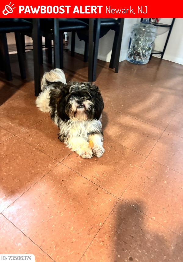 Lost Male Dog last seen Avon ave y 12th street, Newark, NJ 07108