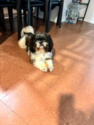 Lost Male Dog last seen Avon ave y 12th street, Newark, NJ 07108