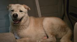 Found/Stray Male Dog last seen Eagle Lake Park, Bel Aire, KS 67220