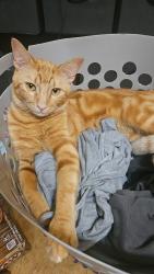 Lost Male Cat last seen Near N Earl Rudder Fwy, Bryan, TX 77802 at the dealership I believe, he was taken from me and then I was told he was picked up from there, Bryan, TX 77802