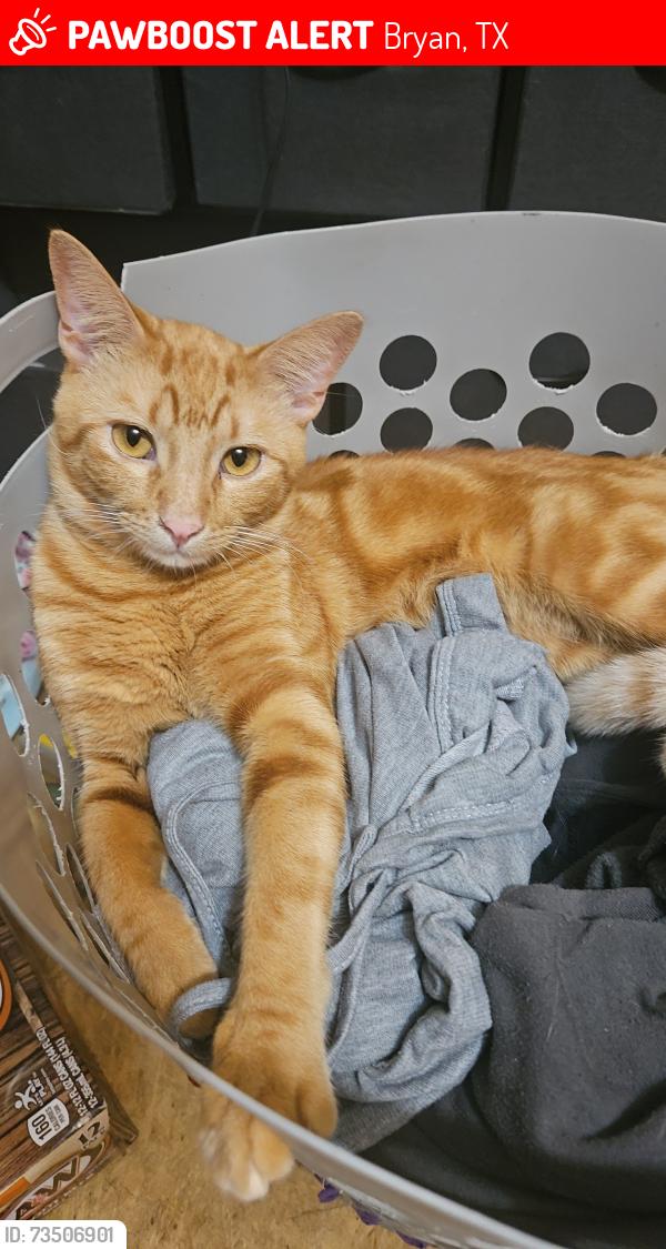 Lost Male Cat last seen Near N Earl Rudder Fwy, Bryan, TX 77802 at the dealership I believe, he was taken from me and then I was told he was picked up from there, Bryan, TX 77802