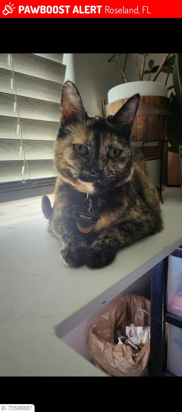Lost Male Cat last seen 126th LN and Glendale Ave Glendale, AZ 85307, Roseland, FL 32958