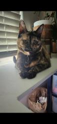Lost Male Cat last seen 126th LN and Glendale Ave Glendale, AZ 85307, Roseland, FL 32958
