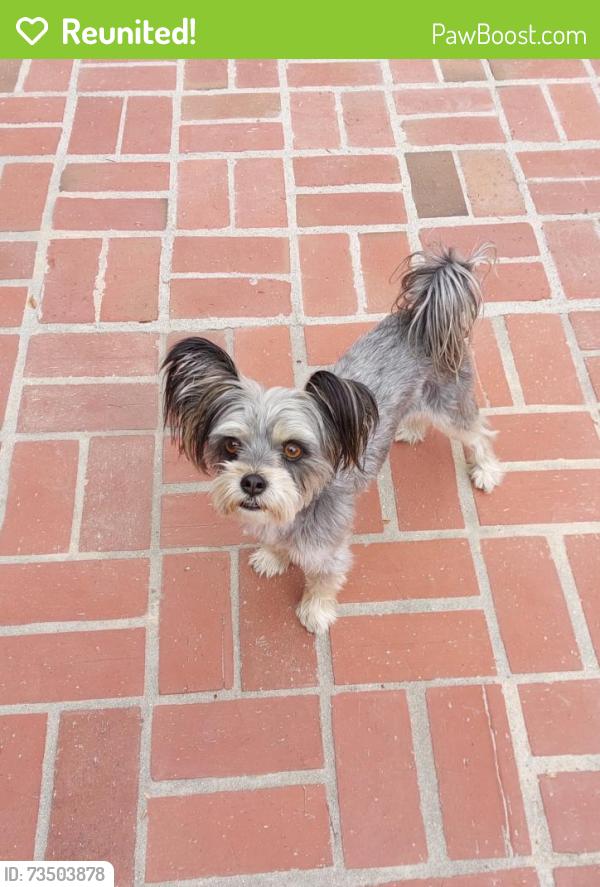 Reunited Male Dog last seen N. SAN MATEO & LOMA VISTA, Ventura, CA 93004