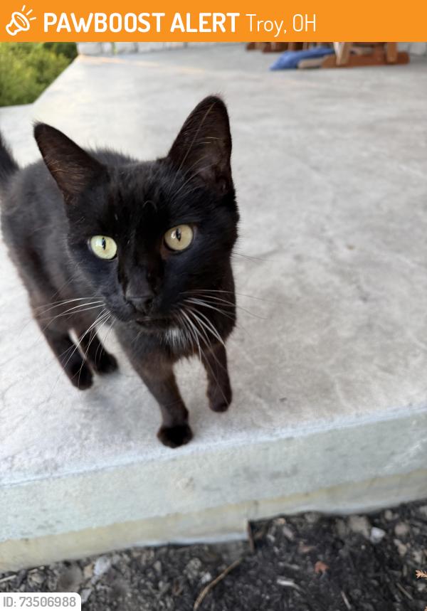Found/Stray Male Cat last seen Staunton Country Store, Troy, OH 45373