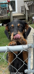 Lost Male Dog last seen Mert st, Rossville, GA 30741