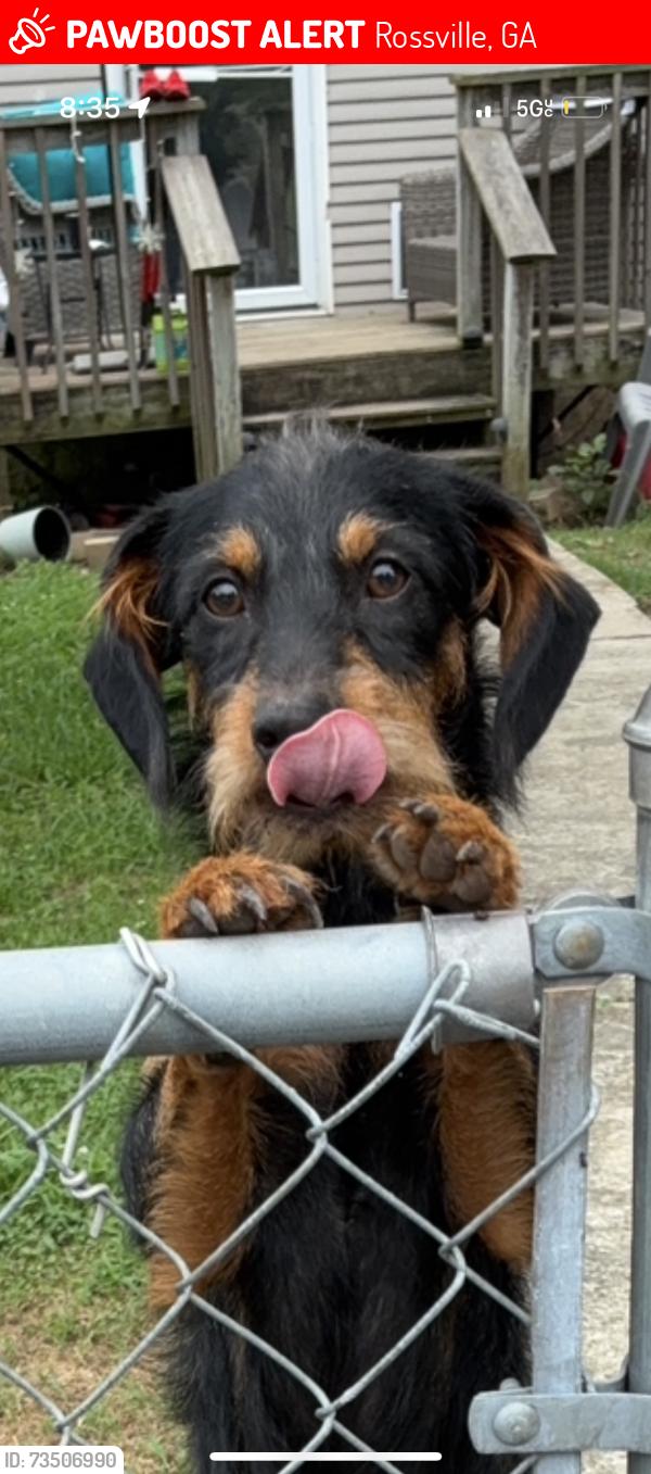 Lost Male Dog last seen Mert st, Rossville, GA 30741