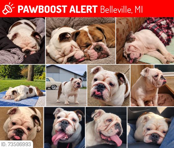 Lost Female Dog last seen Near Bemis Rd, Belleville, MI 48111