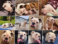 Lost Female Dog last seen Near Bemis Rd, Belleville, MI 48111