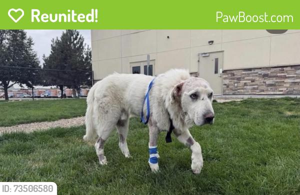 Reunited Male Dog last seen 4th and Resseguie, Boise, ID 83702
