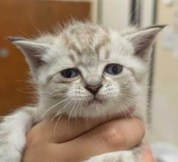 Shelter Stray Female Cat last seen Near Thillberg Rd MV 98273, Skagit County, WA, 18911 Kelleher Rd, Burlington, WA 98233, USA