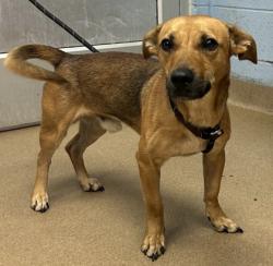 Shelter Stray Male Dog last seen Near Fairington Rd, Stonecrest, GA 30038, 30038, GA, 3280 Chamblee Dunwoody Rd, Chamblee, GA 30341, USA