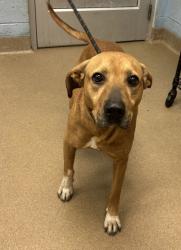 Shelter Stray Male Dog last seen Snapfinger Rd/ Northstrand Dr, 30035, GA, 3280 Chamblee Dunwoody Rd, Chamblee, GA 30341, USA