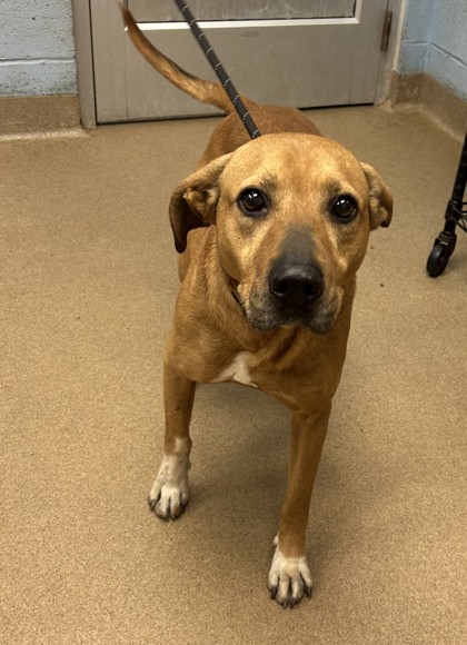Shelter Stray Male Dog last seen Snapfinger Rd/ Northstrand Dr, 30035, GA, 3280 Chamblee Dunwoody Rd, Chamblee, GA 30341, USA
