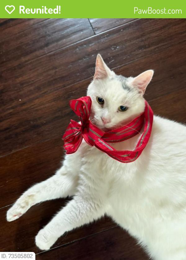Reunited Male Cat last seen Near nw palm lake dr, stuart fl, Stuart, FL 34994