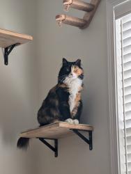 Reunited Female Cat last seen N Mansfield Pl & E Brierfield Dr. near Seven Oaks Elementary, Eagle, ID 83616