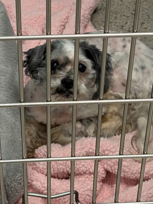 Shelter Stray Male Dog last seen Traverse Pl - Fishers, Fishers City, IN, 10501 Hague Rd, Fishers, IN 46038, USA