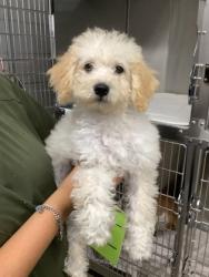Shelter Stray Female Dog last seen Near E Berry St., East District, TX, 355 Hillshire Dr, Haslet, TX 76052, USA