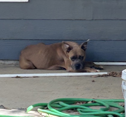 Shelter Stray Female Dog last seen Near VIRGIL ST, East District,, 355 Hillshire Dr, Haslet, TX 76052, USA