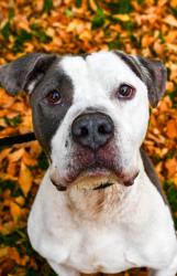 Shelter Stray Male Dog last seen Near N 25th Ave, City of Yakima,, 2405 W Birchfield Rd, Yakima, WA 98901, USA