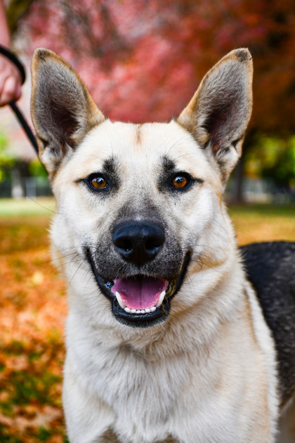 Shelter Stray Male Dog last seen Near S 18th street, City of Yakima, WA, 2405 W Birchfield Rd, Yakima, WA 98901, USA