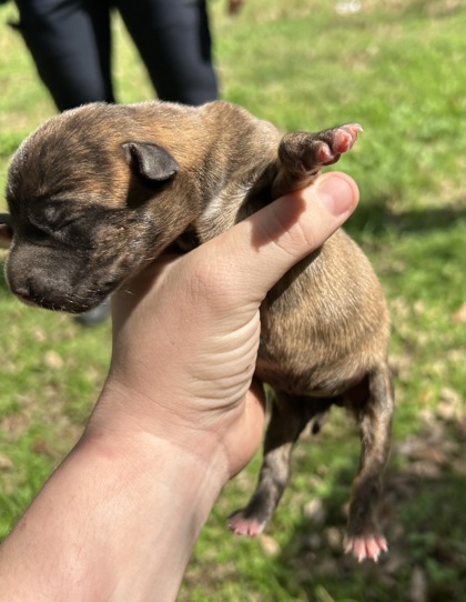 Shelter Stray Female Dog last seen Near VIRGIL ST, East District,, 355 Hillshire Dr, Haslet, TX 76052, USA