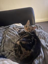 Lost Female Cat last seen Sudellside street, Blackburn with Darwen, England BB3 3JA