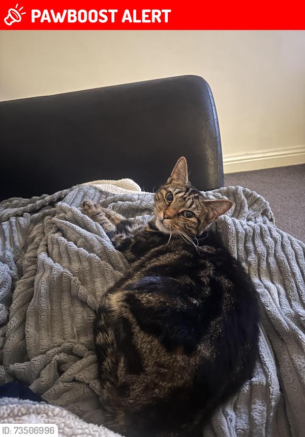 Lost Female Cat last seen Sudellside street, Blackburn with Darwen, England BB3 3JA