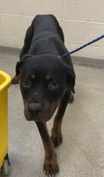 Shelter Stray Female Dog last seen Near 37th ave sw, IRC AC, FL, 6230 77th St, Vero Beach, FL 32967, USA