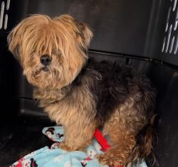 Found/Stray Unknown Dog last seen Gary Animal Control, Gary, IN 46402