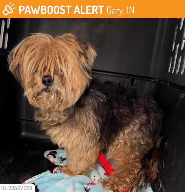 Found/Stray Unknown Dog last seen Gary Animal Control, Gary, IN 46402