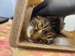 Shelter Stray Female Cat last seen Near Barber St, IRC AC, FL, 6230 77th St, Vero Beach, FL 32967, USA