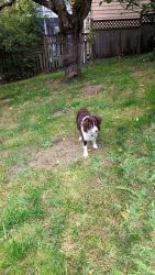 Shelter Stray Unknown Dog last seen Near 48TH AVE S, Seattle, WA, 2061 15th Ave W, Seattle, WA 98119, USA