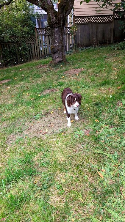 Shelter Stray Unknown Dog last seen Near 48TH AVE S, Seattle, WA, 2061 15th Ave W, Seattle, WA 98119, USA