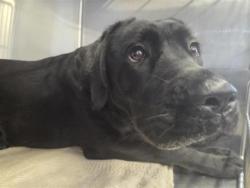 Shelter Stray Female Dog last seen Near Kyanite, Williamson County, TX, 1855 SE Inner Loop, Georgetown, TX 78626, USA