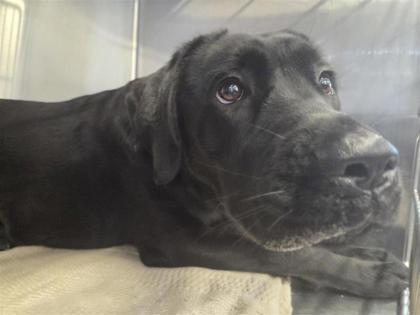 Shelter Stray Female Dog last seen Near Kyanite, Williamson County, TX, 1855 SE Inner Loop, Georgetown, TX 78626, USA