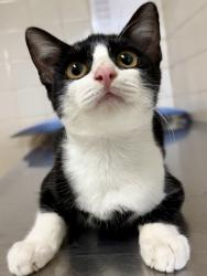 Shelter Stray Female Cat last seen Near Essex st, Unknown, TX, 11300 Nacogdoches Rd, San Antonio, TX 78217, USA