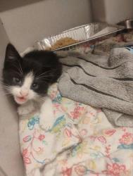 Shelter Stray Male Cat last seen Near Centennial Olympic Park, Atlanta, GA, 1251 Fulton Industrial Blvd NW, Atlanta, GA 30336, USA