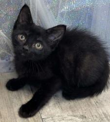 Shelter Stray Male Cat last seen Near Greenwood Rd, Caddo Parish, LA, 1500 Monty St, Shreveport, LA 71107, USA