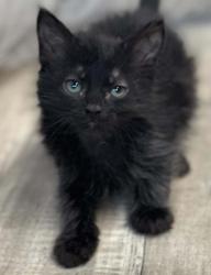 Shelter Stray Male Cat last seen Near Greenwood Rd, Caddo Parish, LA, 1500 Monty St, Shreveport, LA 71107, USA