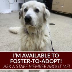 Shelter Stray Male Dog last seen Midtown/Medical, City of College Station, TX, 5359 Leonard Rd, Bryan, TX 77807, USA