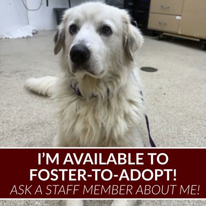 Shelter Stray Male Dog last seen Midtown/Medical, City of College Station, TX, 5359 Leonard Rd, Bryan, TX 77807, USA