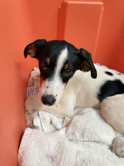 Shelter Stray Female Dog last seen Dante Rd., Knox County GP, TN, 3201 Division St, Knoxville, TN 37919, USA