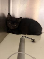 Shelter Stray Unknown Cat last seen Near J R Drive, City of Knoxville ASO, TN, 3201 Division St, Knoxville, TN 37919, USA