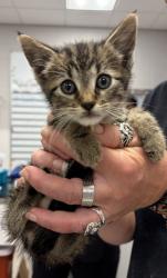 Shelter Stray Female Cat last seen Belmont Hospital, County/Unicorporated, NC, 1491 Business Park Ct, Gastonia, NC 28052, USA