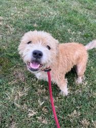Shelter Stray Male Dog last seen Near E 25th st, 21218, MD, 2490 Giles Rd, Baltimore, MD 21225, USA